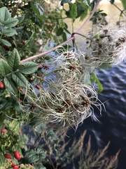Clematis vitalba