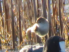 Acrocephalus gracilirostris gracilirostris