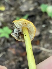 Hygrocybe conica