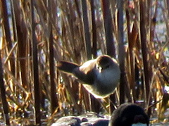 Acrocephalus gracilirostris gracilirostris