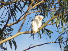 Cacatua tenuirostris