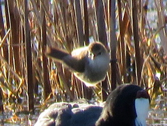 Acrocephalus gracilirostris gracilirostris