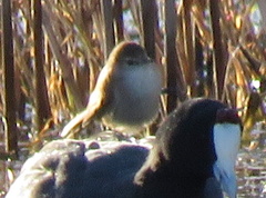 Acrocephalus gracilirostris gracilirostris