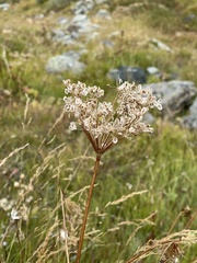 Heracleum sphondylium