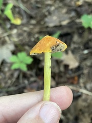Hygrocybe conica