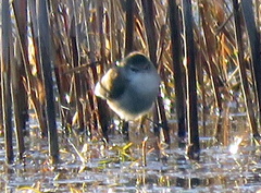 Acrocephalus gracilirostris gracilirostris