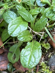 Ajuga reptans