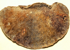 Polyporaceae
