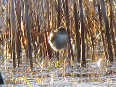 Acrocephalus gracilirostris gracilirostris