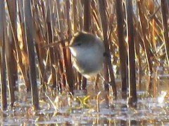 Acrocephalus gracilirostris gracilirostris