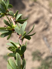 Cliffortia drepanoides