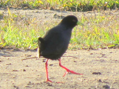 Zapornia flavirostra