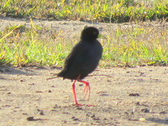 Zapornia flavirostra