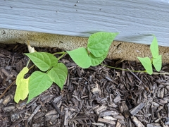 Phaseolus vulgaris