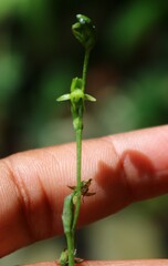 Peristylus aristatus