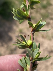 Cliffortia drepanoides