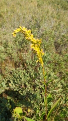 Solidago uliginosa