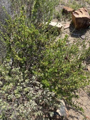 Cliffortia drepanoides