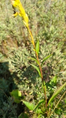 Solidago uliginosa