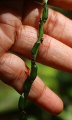 Peristylus aristatus