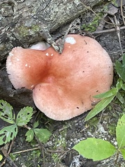Russula mariae