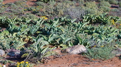 Mesembryanthemum barklyi