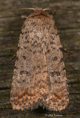 Caradrina clavipalpis