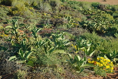 Mesembryanthemum barklyi