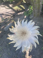 Stenocereus gummosus