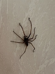 Eratigena atrica