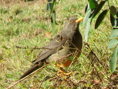 Turdus smithi