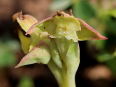 Pterygodium catholicum