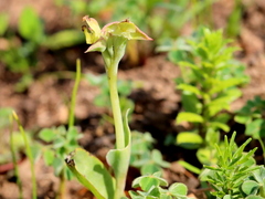 Pterygodium catholicum