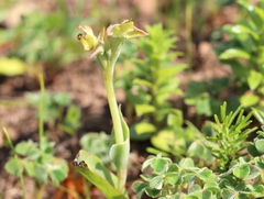 Pterygodium catholicum