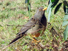 Turdus smithi