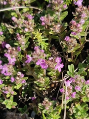 Thymus serpyllum