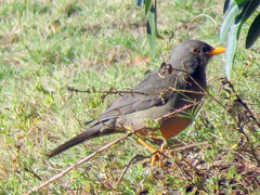 Turdus smithi