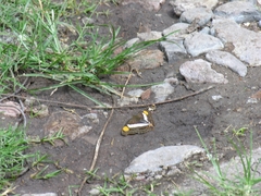 Doxocopa laure laure