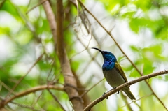 Cyanomitra verticalis