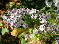 Symphyotrichum cordifolium