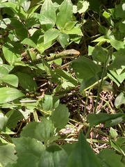 Chironius gouveai
