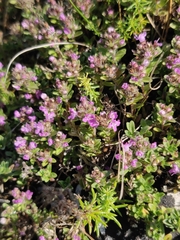 Thymus serpyllum