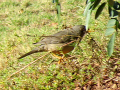 Turdus smithi