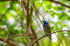 Cyanomitra verticalis