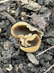 Phylloscypha phyllogena