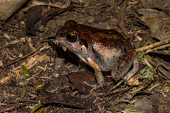 Arthroleptis stenodactylus