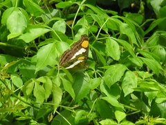 Doxocopa laure laure