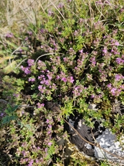 Thymus serpyllum