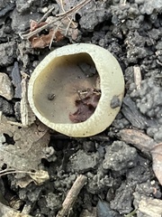 Phylloscypha phyllogena