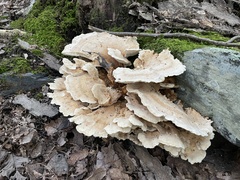 Bondarzewia berkeleyi